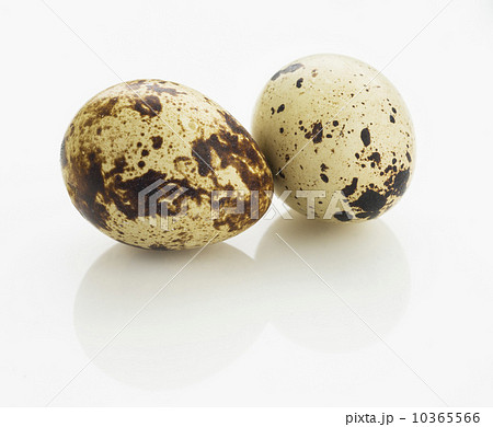 Studio shot of quail eggs 10365566