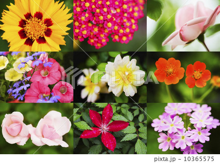 Flower montage Flower montage 10365575