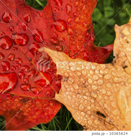 Wet autumn leaves 10365624