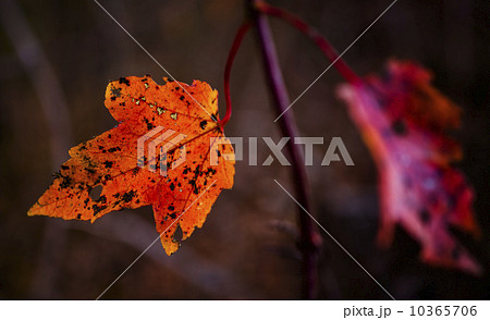 Autumn leaves Autumn leaves 10365706