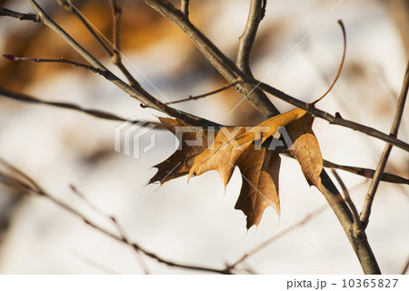 Leaf on twig 10365827
