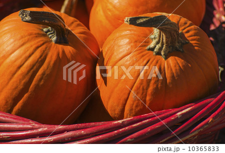 Basket with pumpkins 10365833