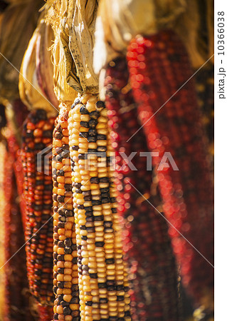 Seasonal indian corn Seasonal indian corn 10366038