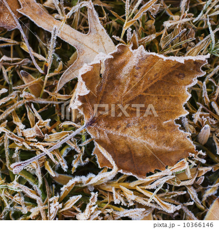 Autumn leaf 10366146