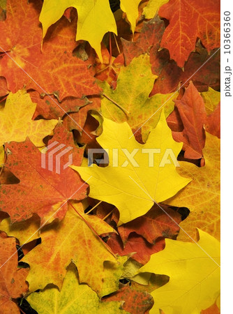 Closeup of fallen autumn leaves 10366360