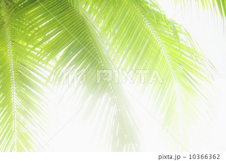 Sunlit palm leaves 10366362