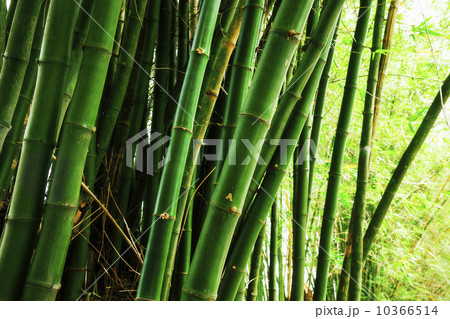 Bamboo grove Bamboo grove 10366514