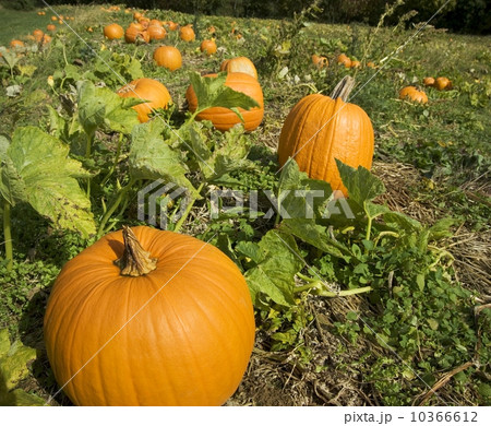 Field of pumpkins 10366612