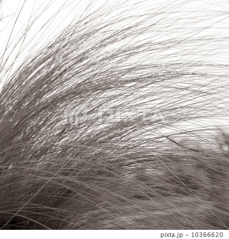 Tall grass bending in the breeze Tall grass bending in the breeze 10366620