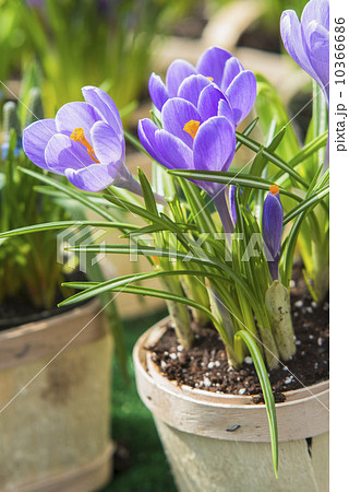 Purple flowers 10366686