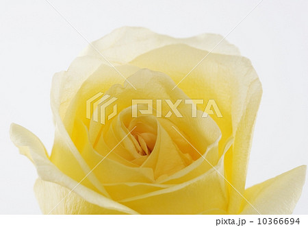 Overhead view of a yellow rose Overhead view of a yellow rose 10366694