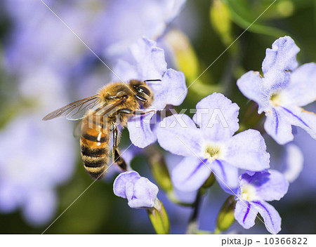 Wasp on flower Wasp on flower 10366822