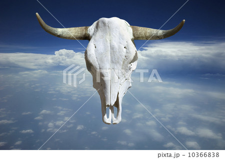Cow skull over clouds Cow skull over clouds 10366838