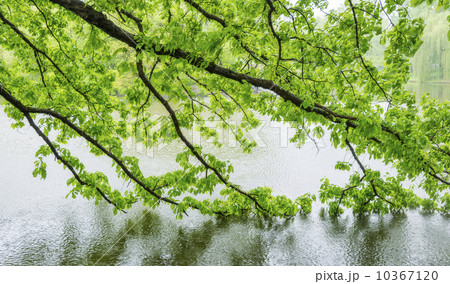 Green branches in central park 10367120