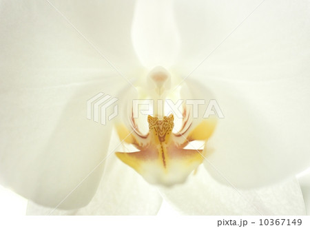 Close up of a flower 10367149