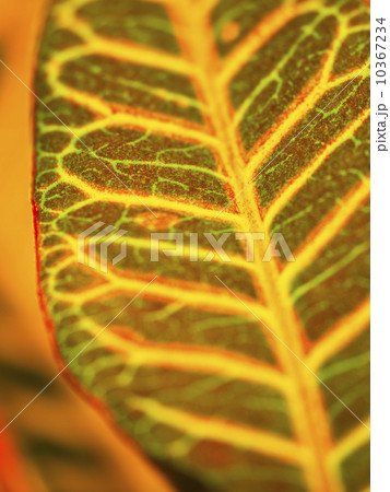 Detail of leaf 10367234