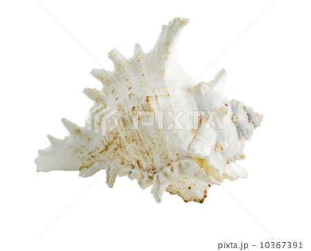 Seashell Seashell 10367391