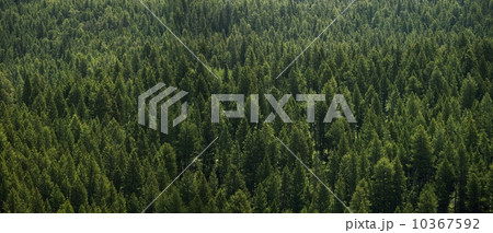 Aerial view of a forest 10367592