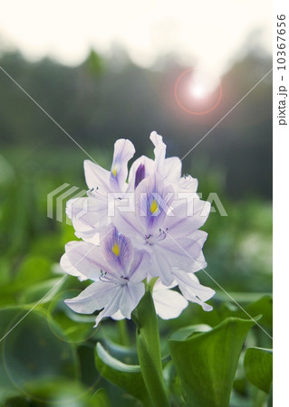 A flower in bloom 10367656