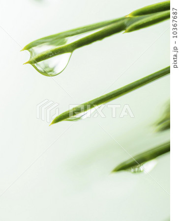 Water droplets on pine needles 10367687