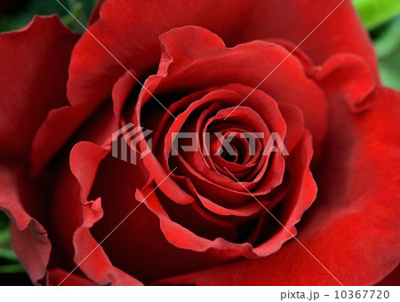 Closeup of red rose with greenery 10367720