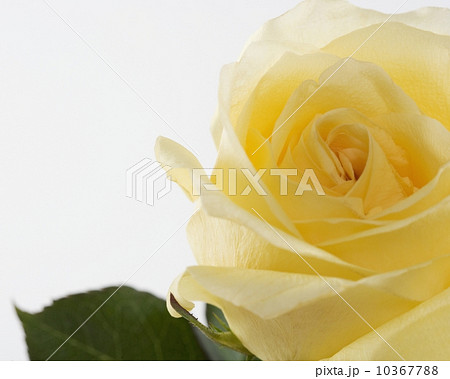 Closeup of yellow rose 10367788