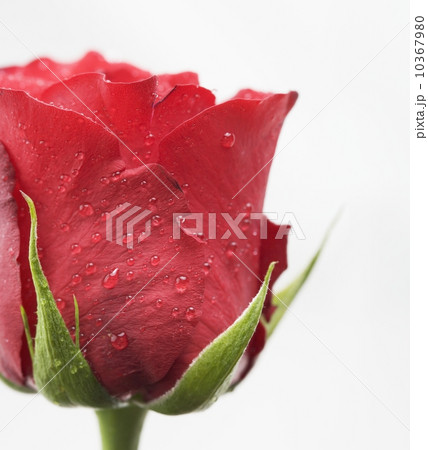 Drops of water on red rose 10367980