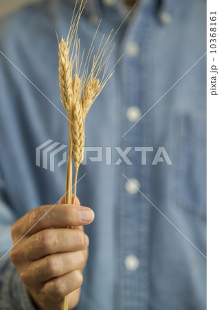 Farmer holding a shaft of wheat Farmer holding a shaft of wheat 10368161
