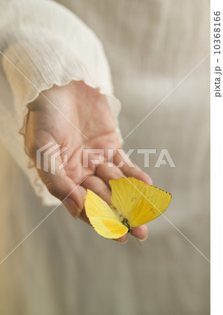 Yellow butterfly in a woman's hand 10368166