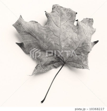 Still life of a dead leaf 10368227