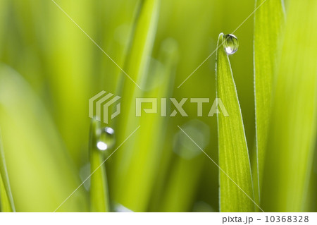Drops of water on blades of grass 10368328