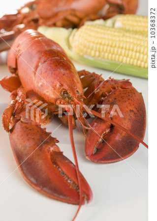 Still life of lobsters and corn 10368372