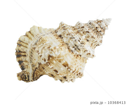 Spiral seashell 10368413