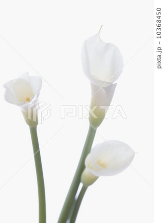 Still life of calla lilies 10368450