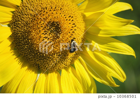 Closeup of bee on sunflower 10368501