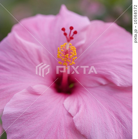 Closeup of hibiscus flower Closeup of hibiscus flower 10368572