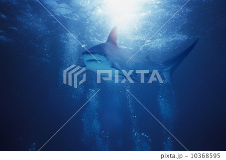 Underwater view of a shark Underwater view of a shark 10368595