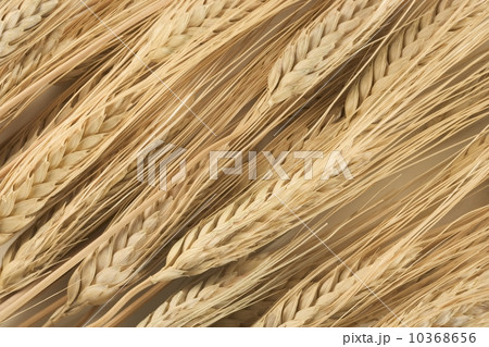 Still life of wheat Still life of wheat 10368656