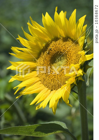 Closeup of single sunflower 10368672