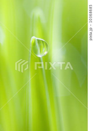 Drop of water on blade of grass 10368685