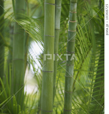 Closeup of bamboo shoots 10368725