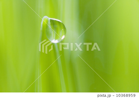 Drop of water on blade of grass Drop of water on blade of grass 10368959