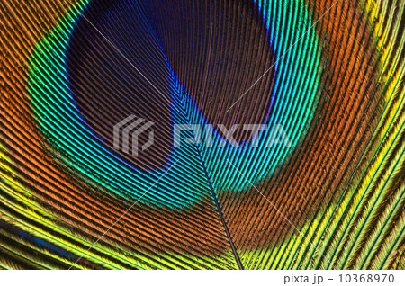 Eye of a peacock feather 10368970