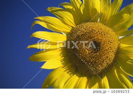 Sunflower with blue sky 10369255