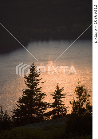 Tree and water at sunset Cadillac Mountain Maine 10369312