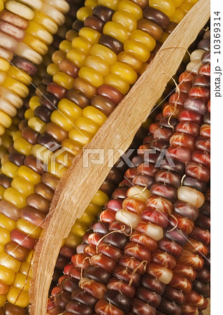 Extreme closeup of Indian corn 10369314