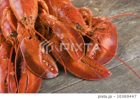 Still life of lobsters 10369447