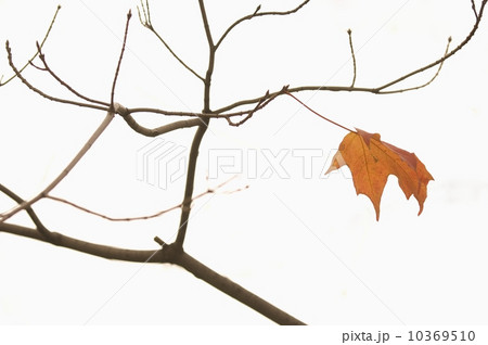 Closeup of lone autumn leaf 10369510