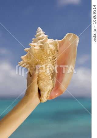 Hand holding conch shell 10369514