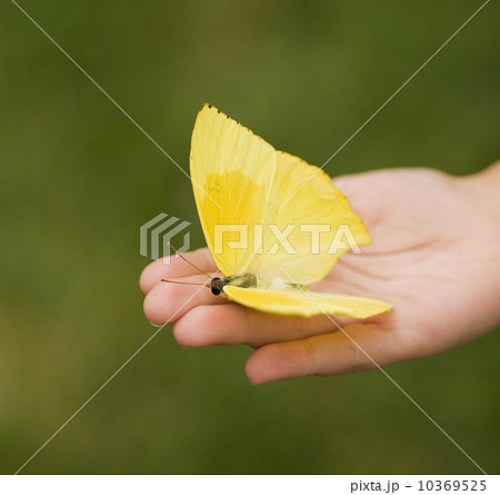 Closeup of a butterfly in a childs hand 10369525